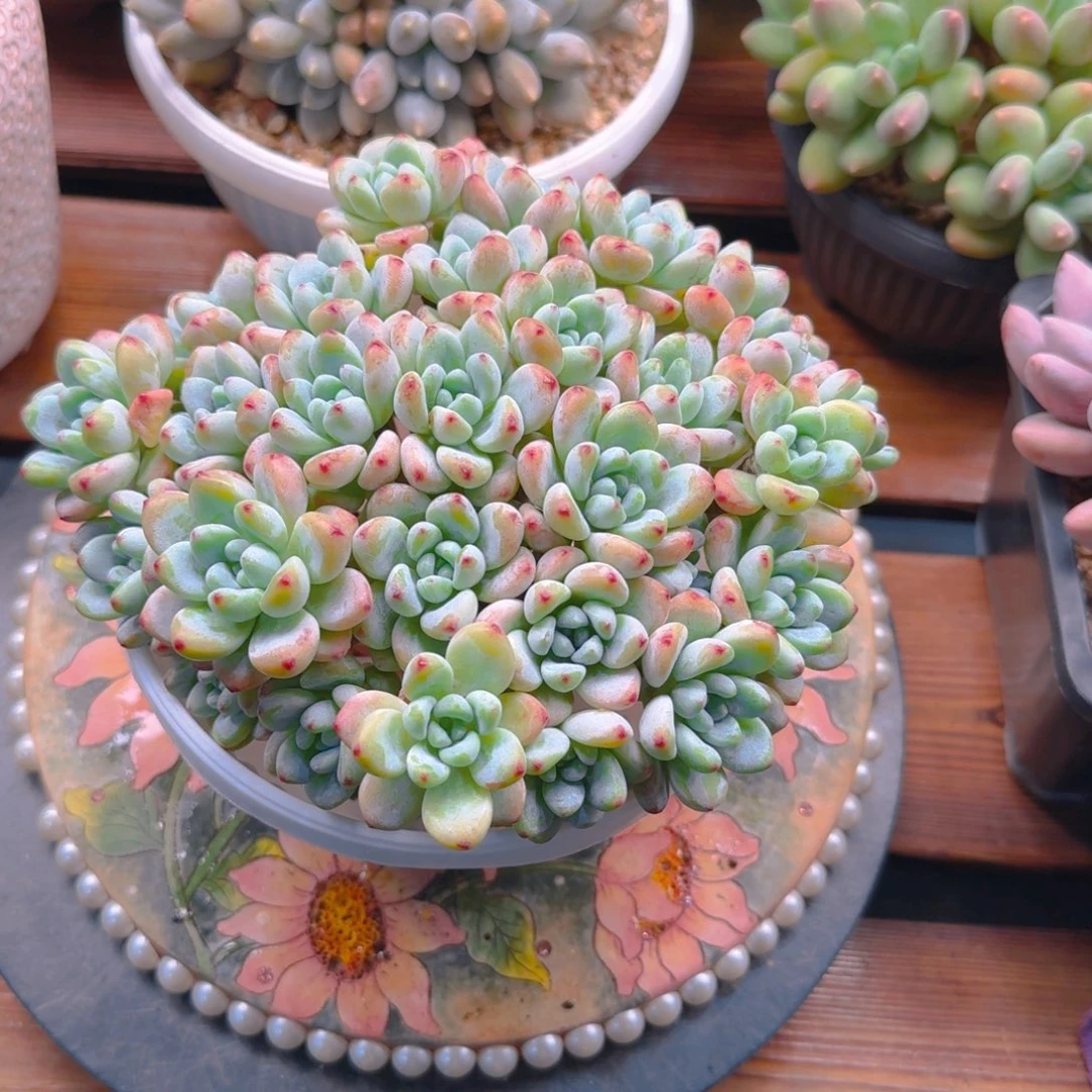 劳尔捧花176373838