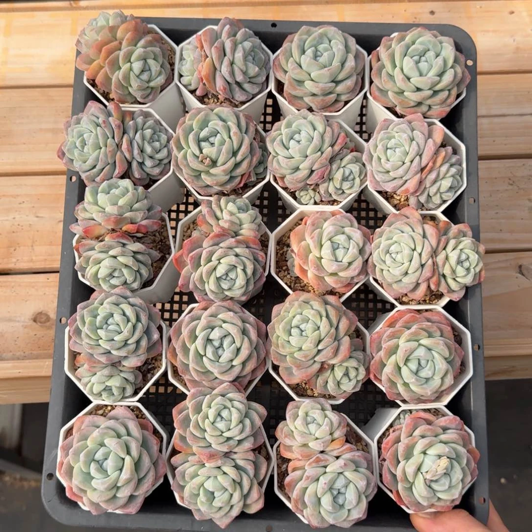 20颗一起一物拍的