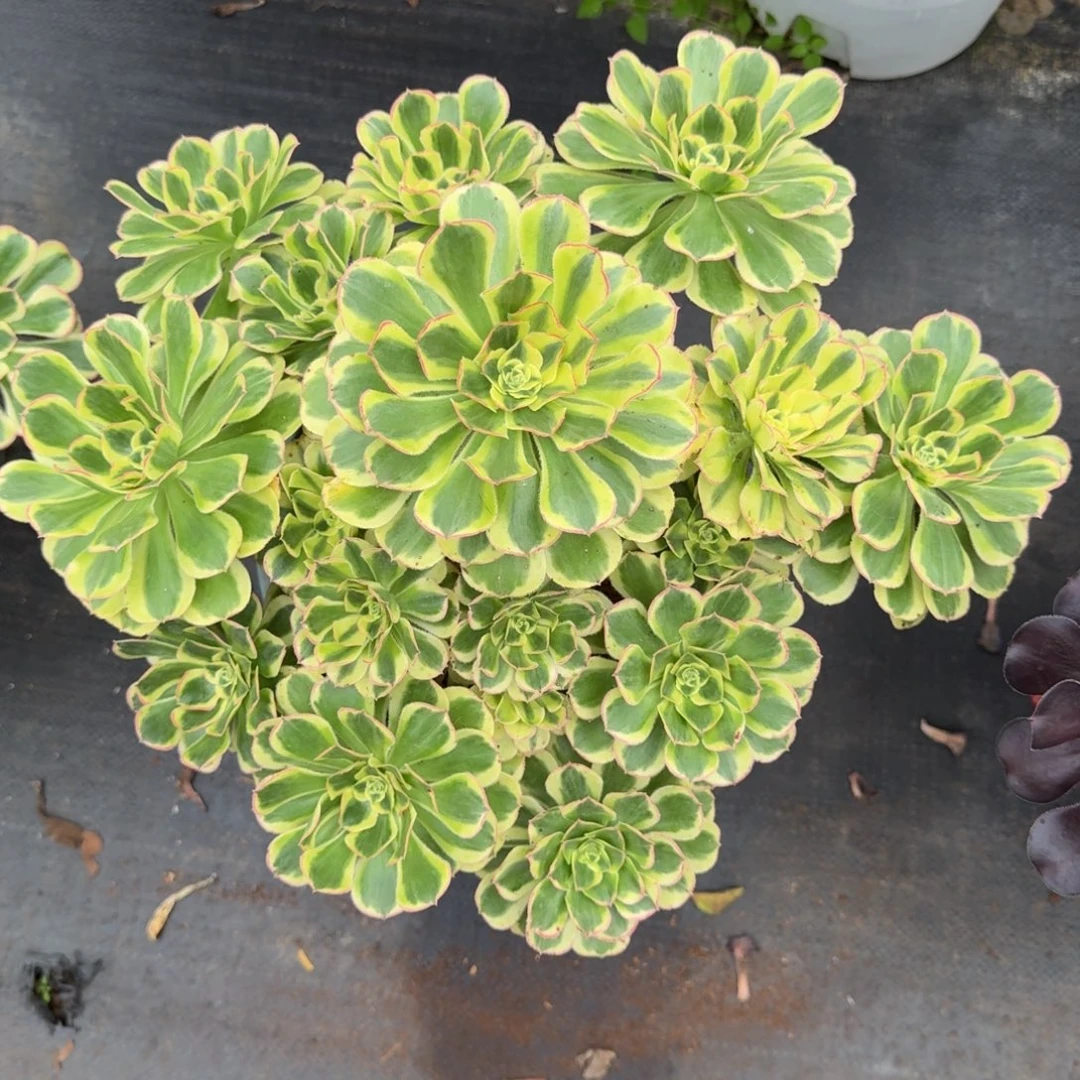 姚***安多肉植物白兰地法师福袋