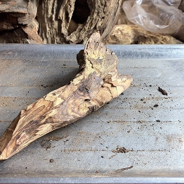 黄花梨/降香黄檀在**钝