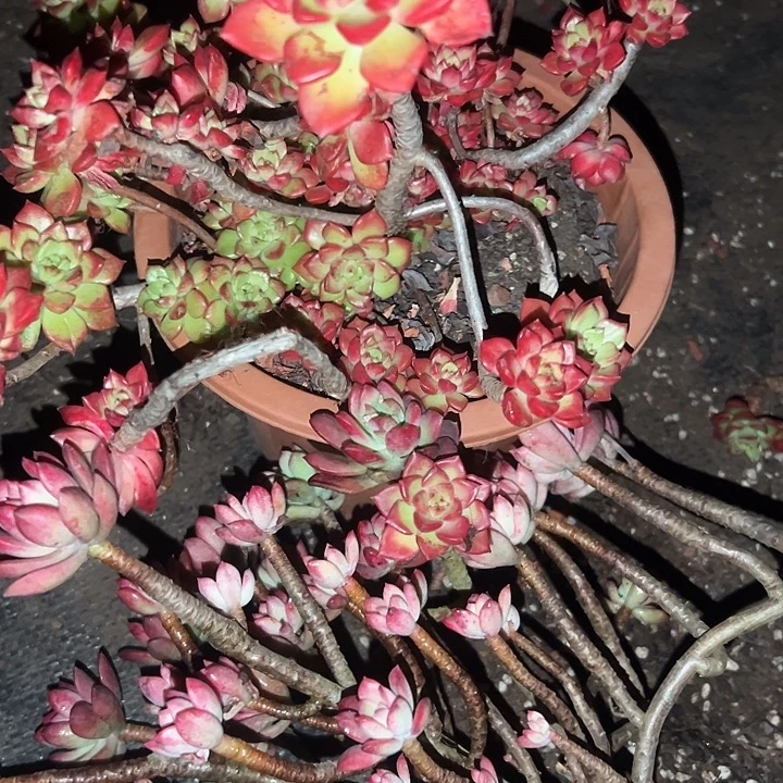 叮当锦加迪亚。