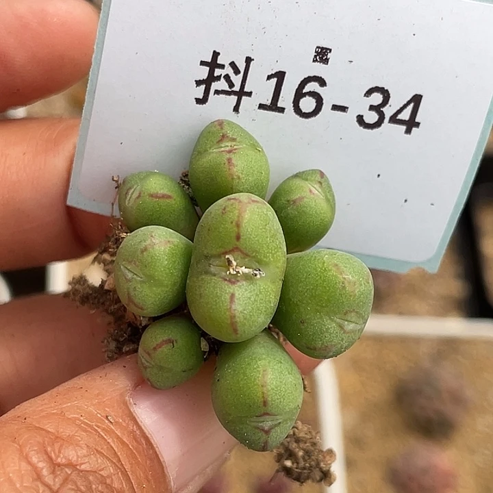 16-34肉锥多肉植物