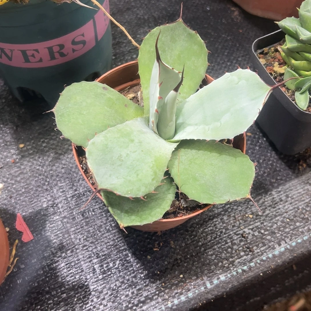 福克斯龙舌兰系列