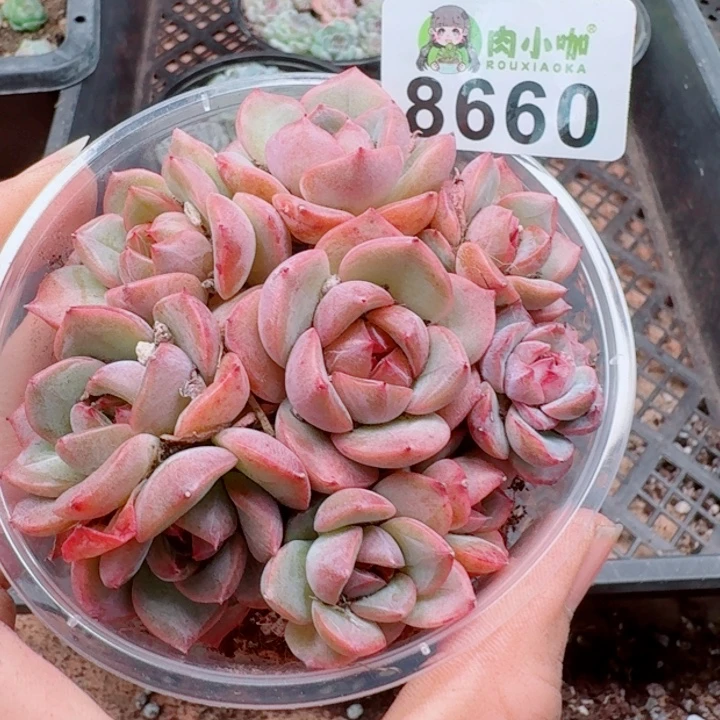 魔***菜多肉植物多肉植物