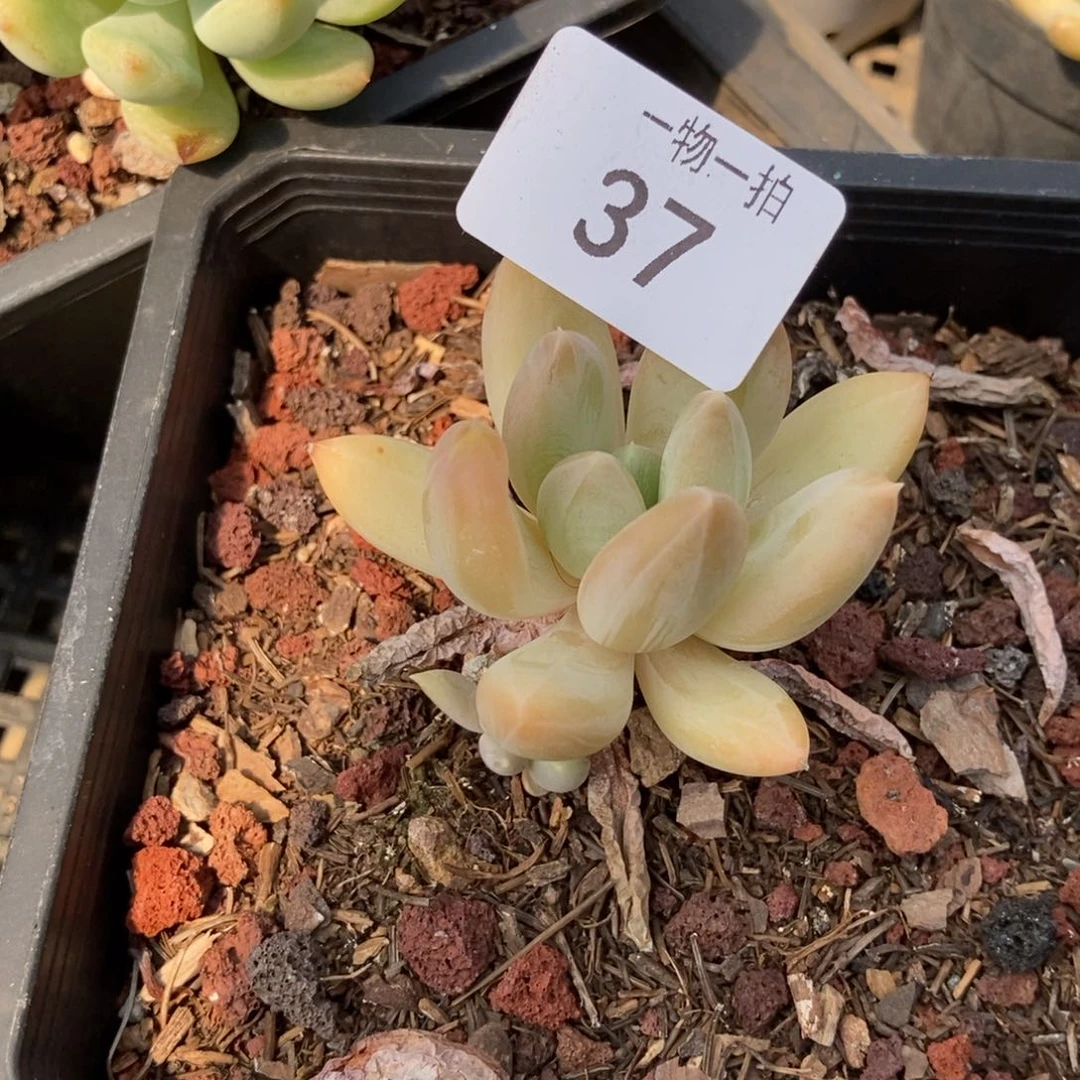 一***二37号 一物一拍 一物一拍