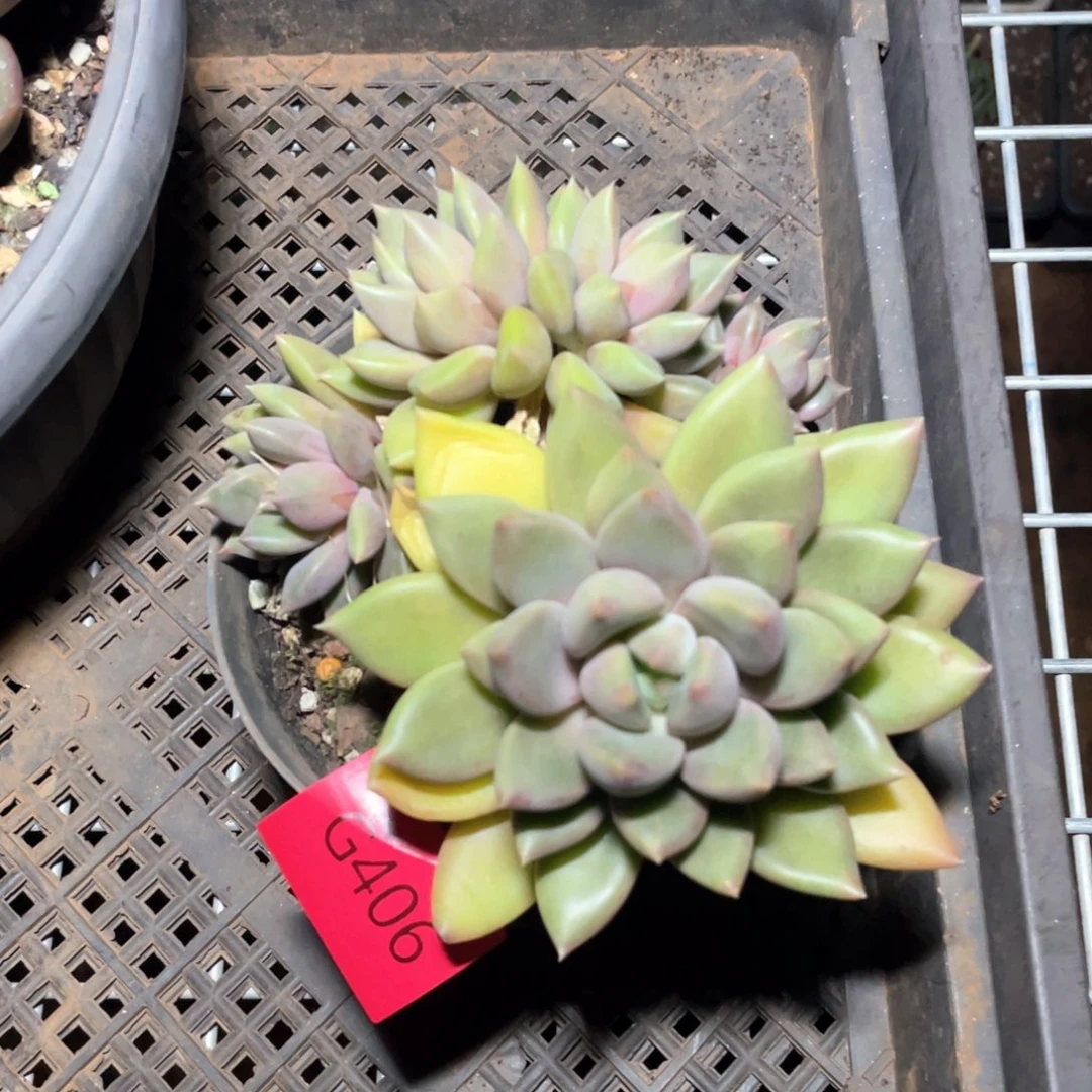 多肉植物多肉植物406