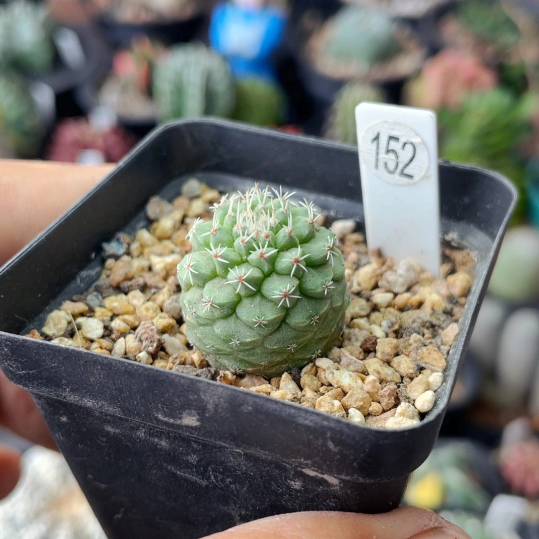 仙人球满28包邮盆口径5公分小优菊水2公分