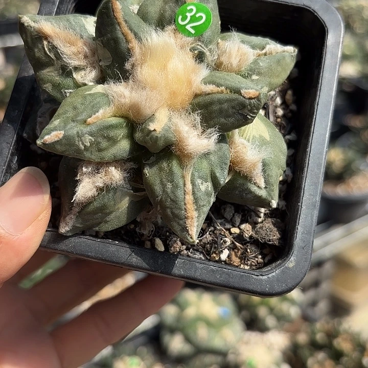 袖蒲苗接落地仙人球32