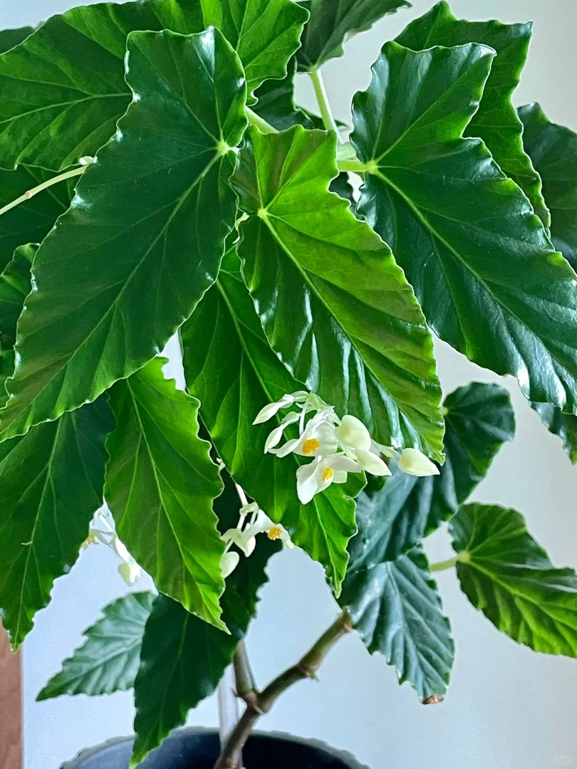 月见绿秋海棠室内观叶植物秋海棠盆栽好养