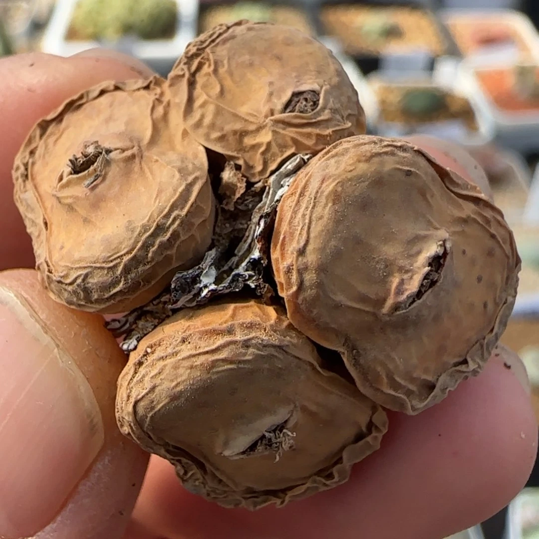 1.28多肉新年大福大型嘟嘟嘴104号