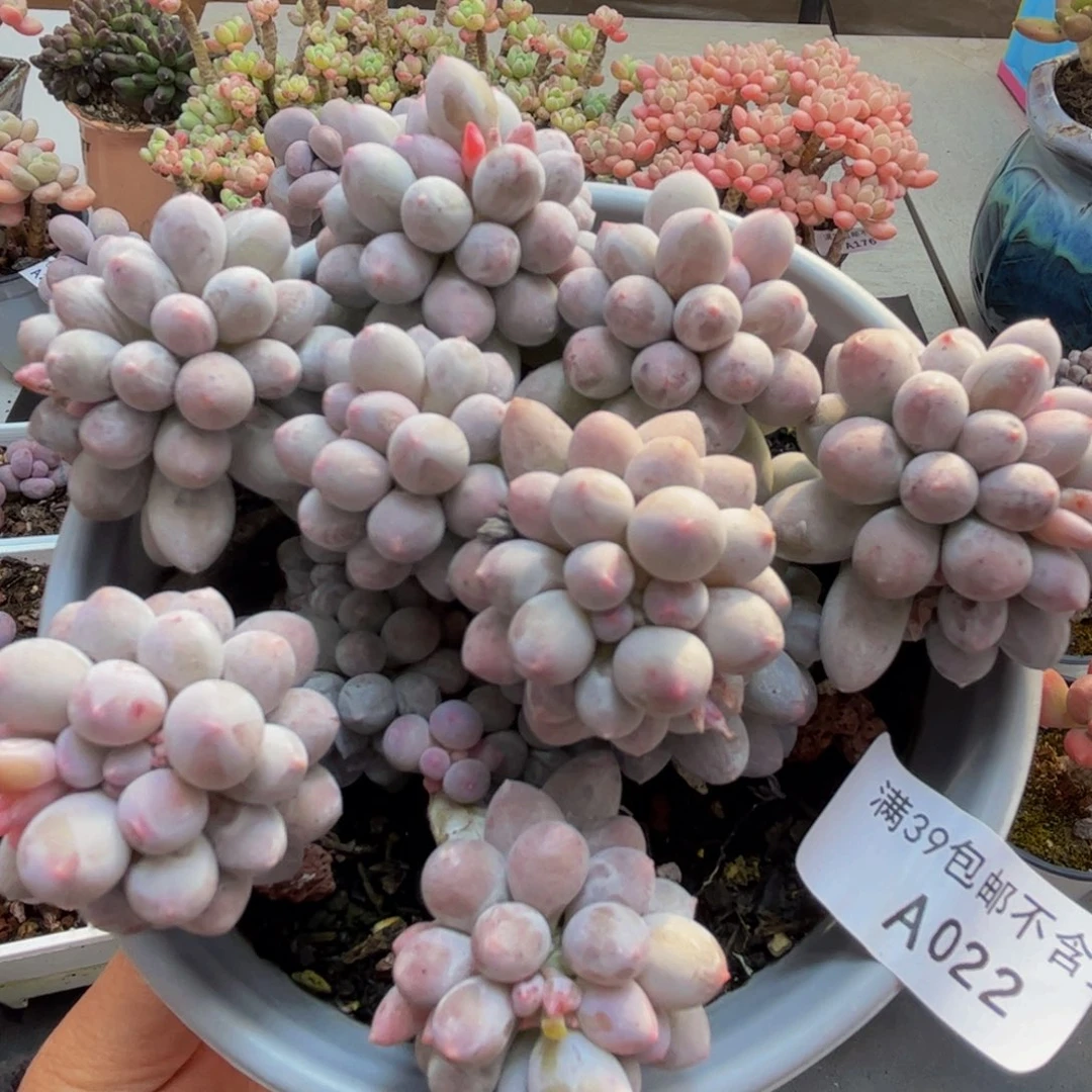 022/10cm香水手指多肉