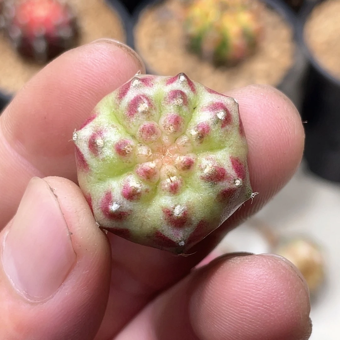 无花朵泰系实生根，梦想轮回