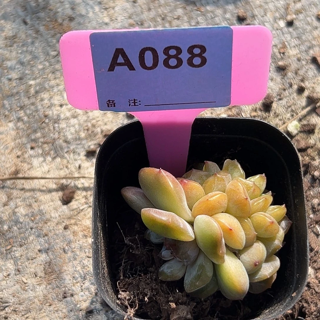 冰***蕾多肉植物一物一拍