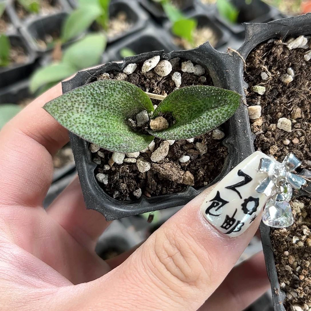 紫镜单头发货有根发货有根