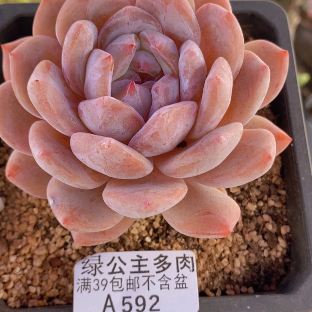 橙梦露单头9cm592多肉酱