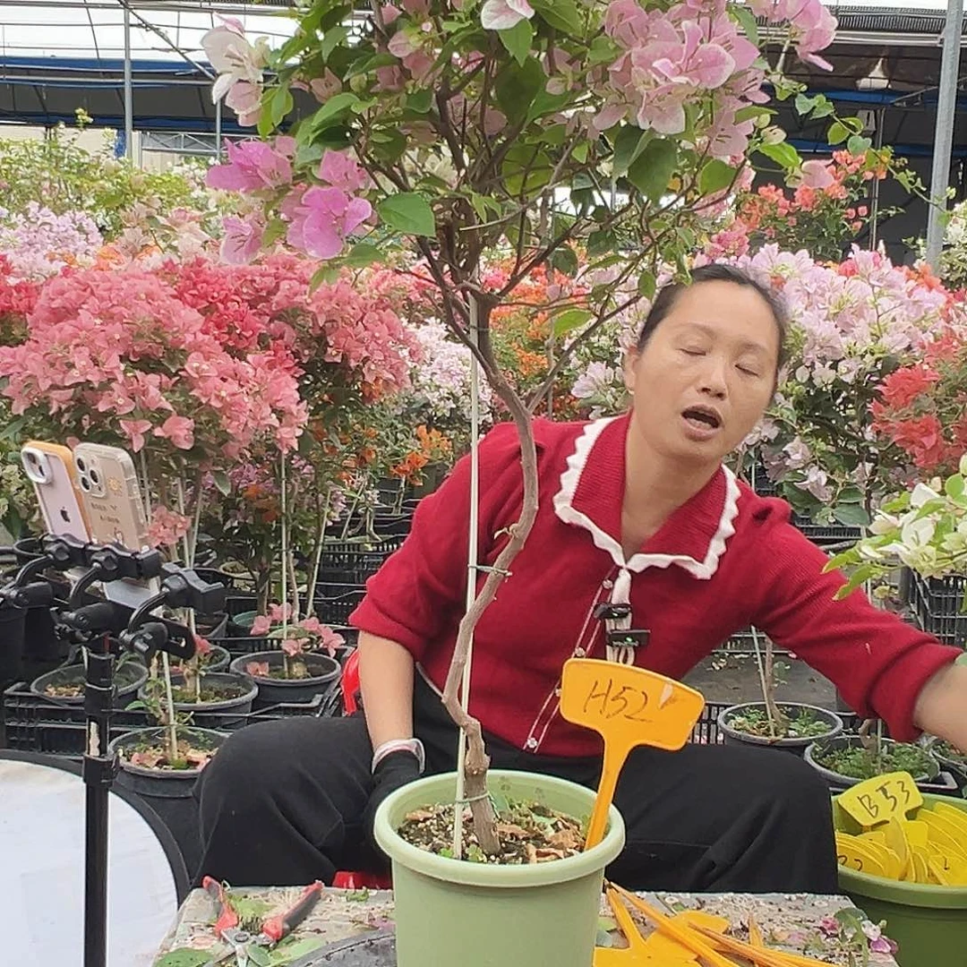 小***巴大部分花苞少量开放H52广红英