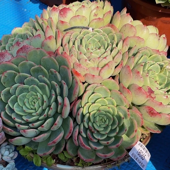 @*，十里桃花18065多肉