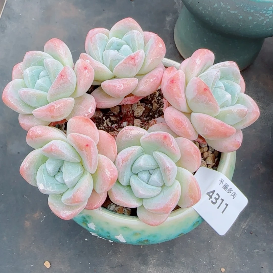 长杆冰玉无砍，4311多肉植物