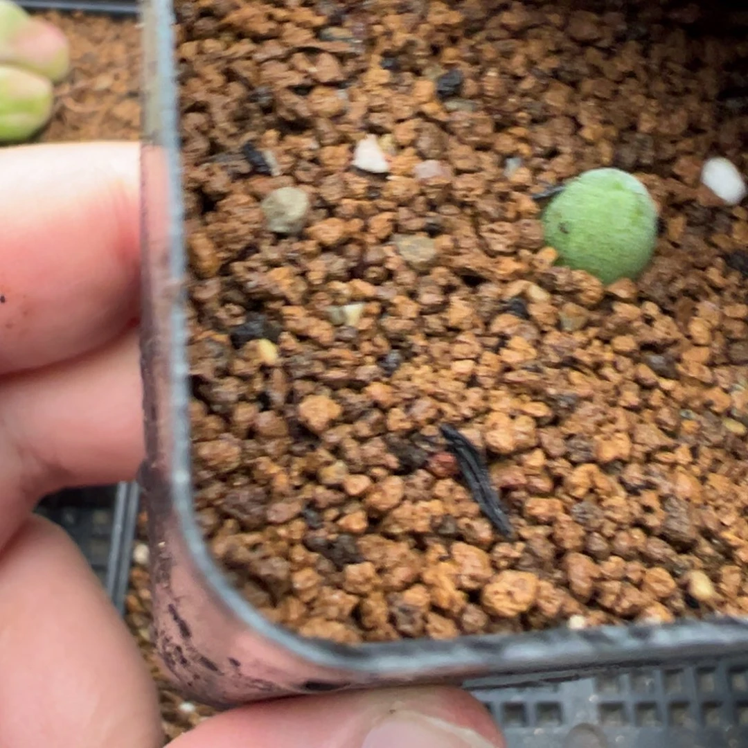 24-143宝辉玉多肉植物