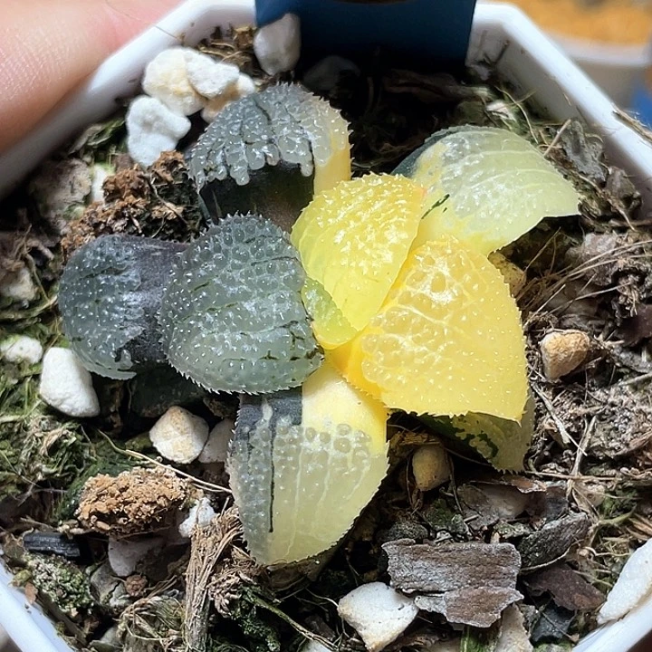 792天空之境錦一物一拍