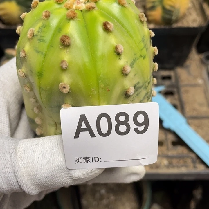 89号仙人球兜锦一个