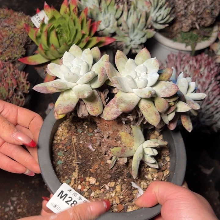 867哈哈哈哈哈哈哈哈多肉瑕疵