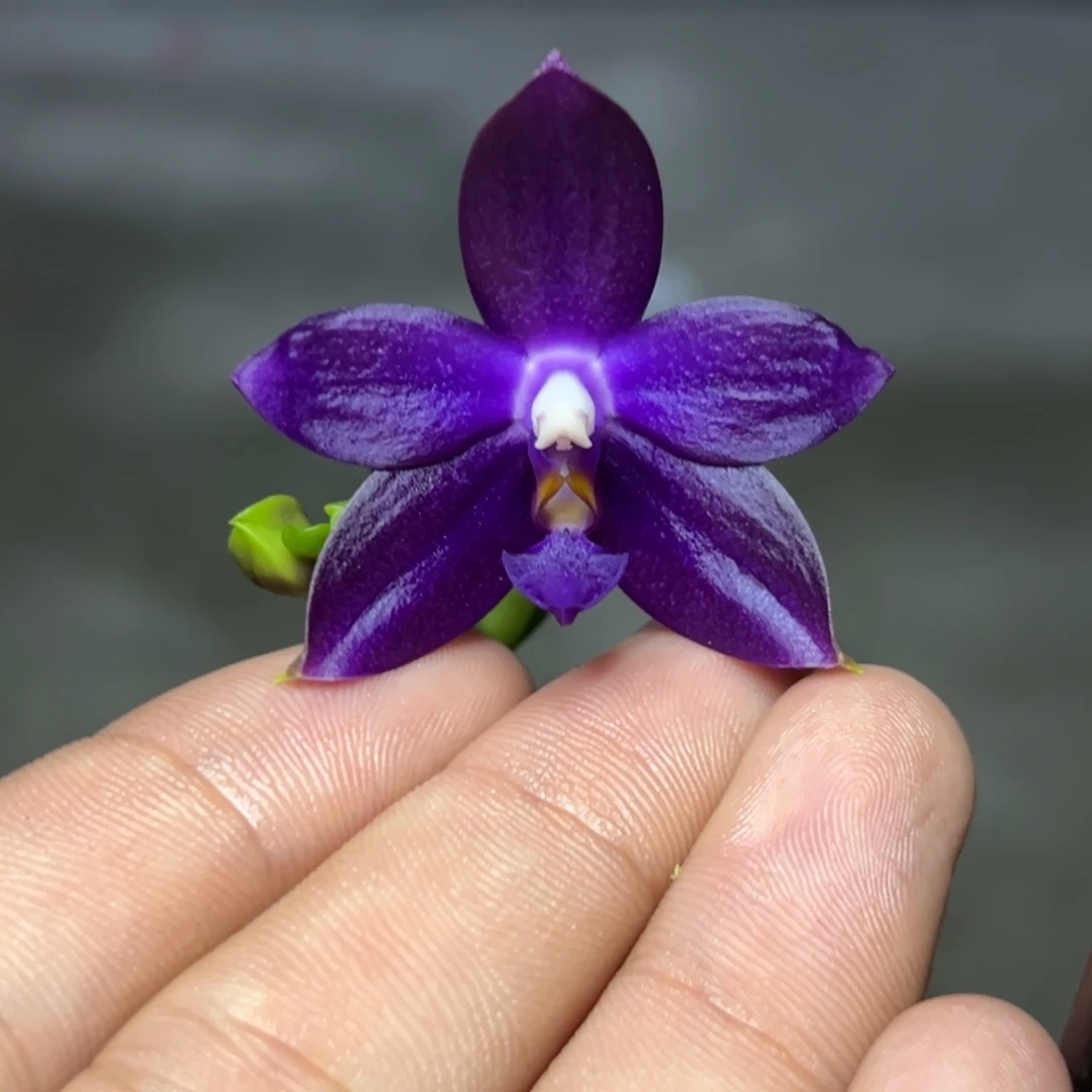 完全开放l109三寸ys1180双苗