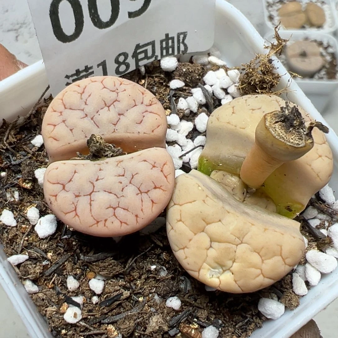 【闪购商品】 009。