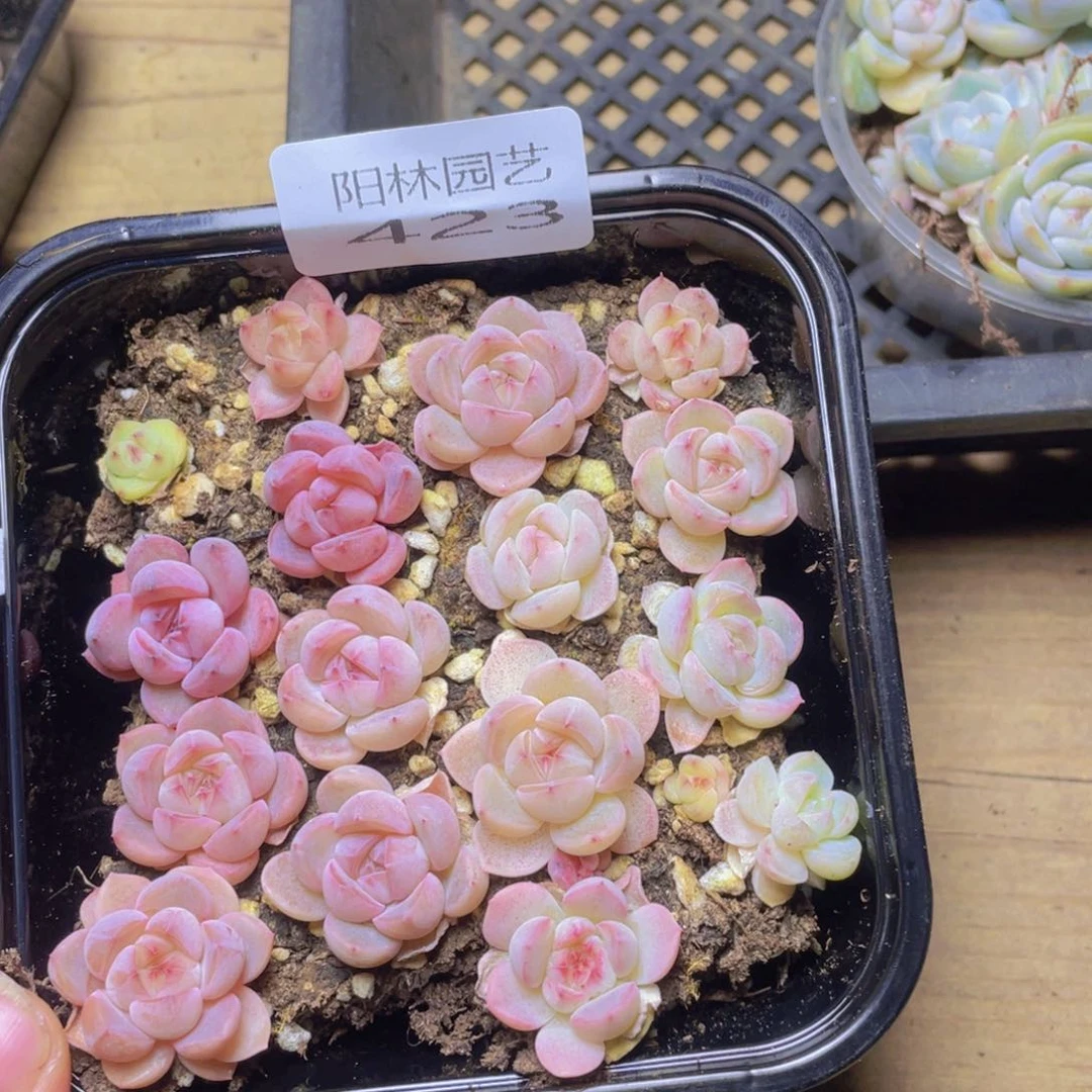 多肉植物多肉植物423