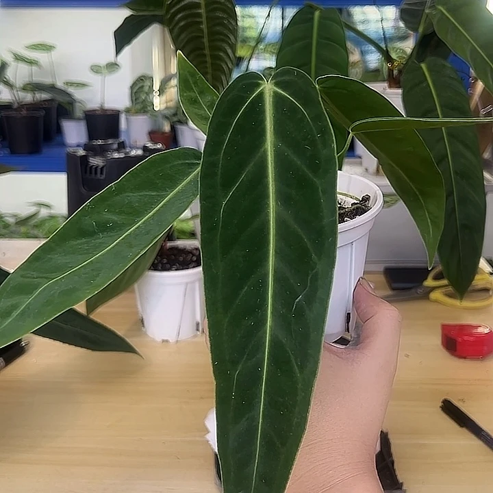 无花朵火鹤后一物一拍