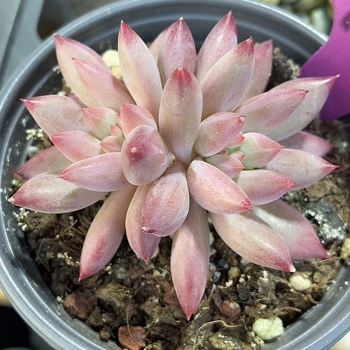 多肉植物金鱼姬1975