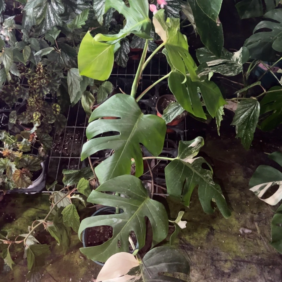 菇***事完全开放一物一拍