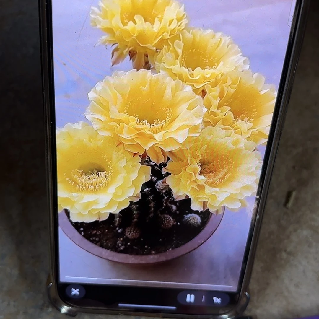 彩娇媚侧牙四公分