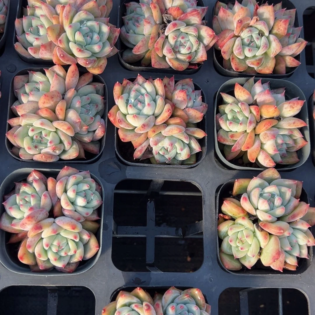 白拉糖三头群一颗量拍多肉满20包邮下午发