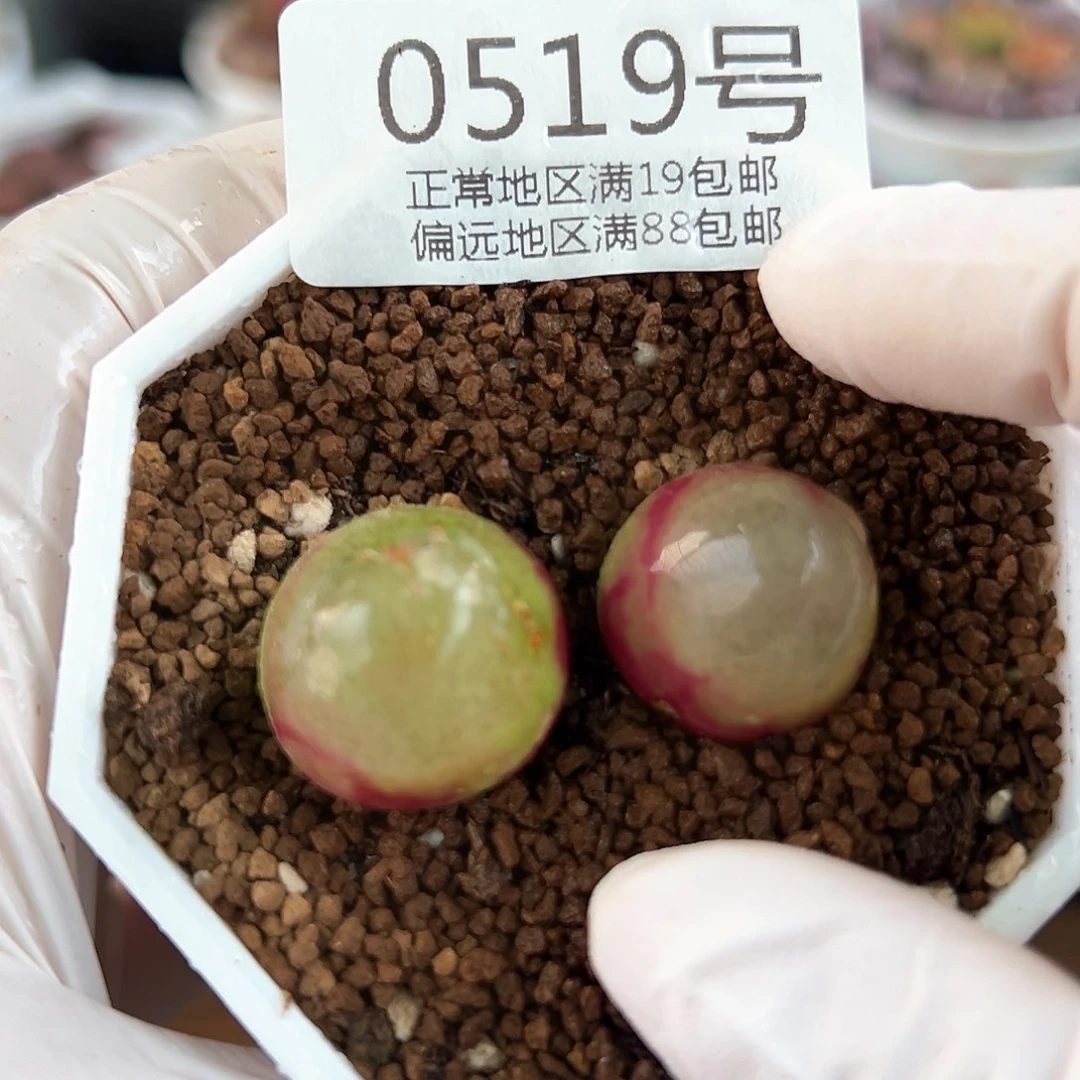 0519七年灯泡两颗1.8cn左右