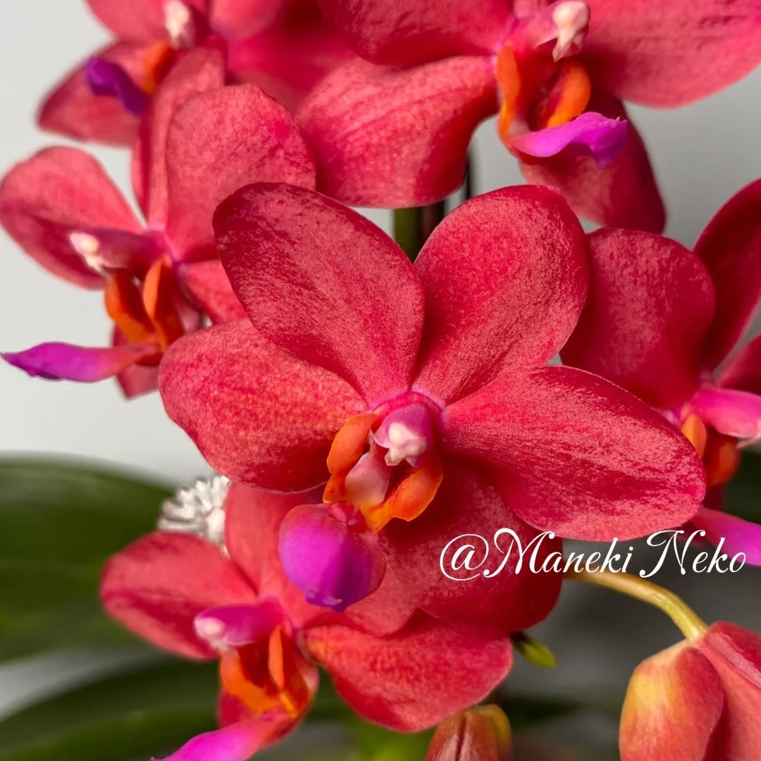 3.0寸杯不带花剑《梦幻女郎》蝴蝶兰花苗没有开花