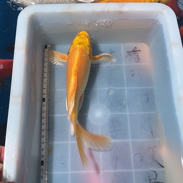 蝴蝶鲤鱼渔场直发09