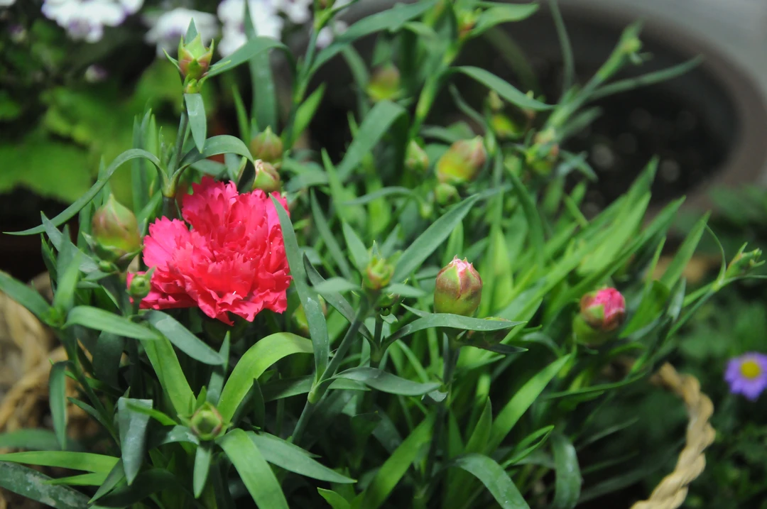 康乃馨盆栽切花型康乃馨大花苗