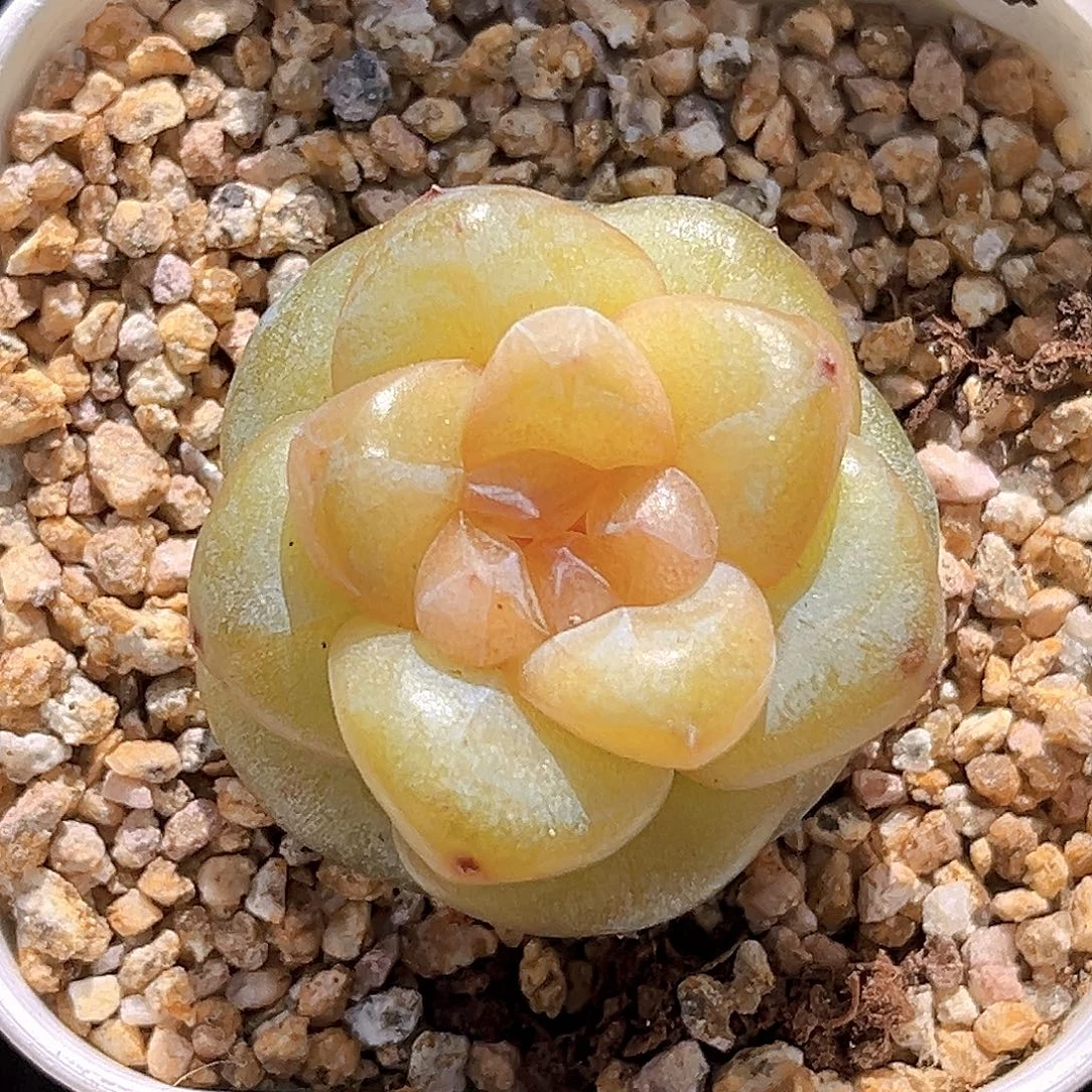 4一物一拍。南星。