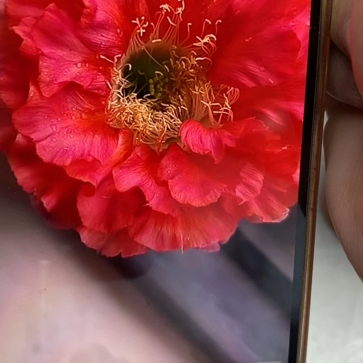 香红180号和粉牡丹侧芽2公分左右