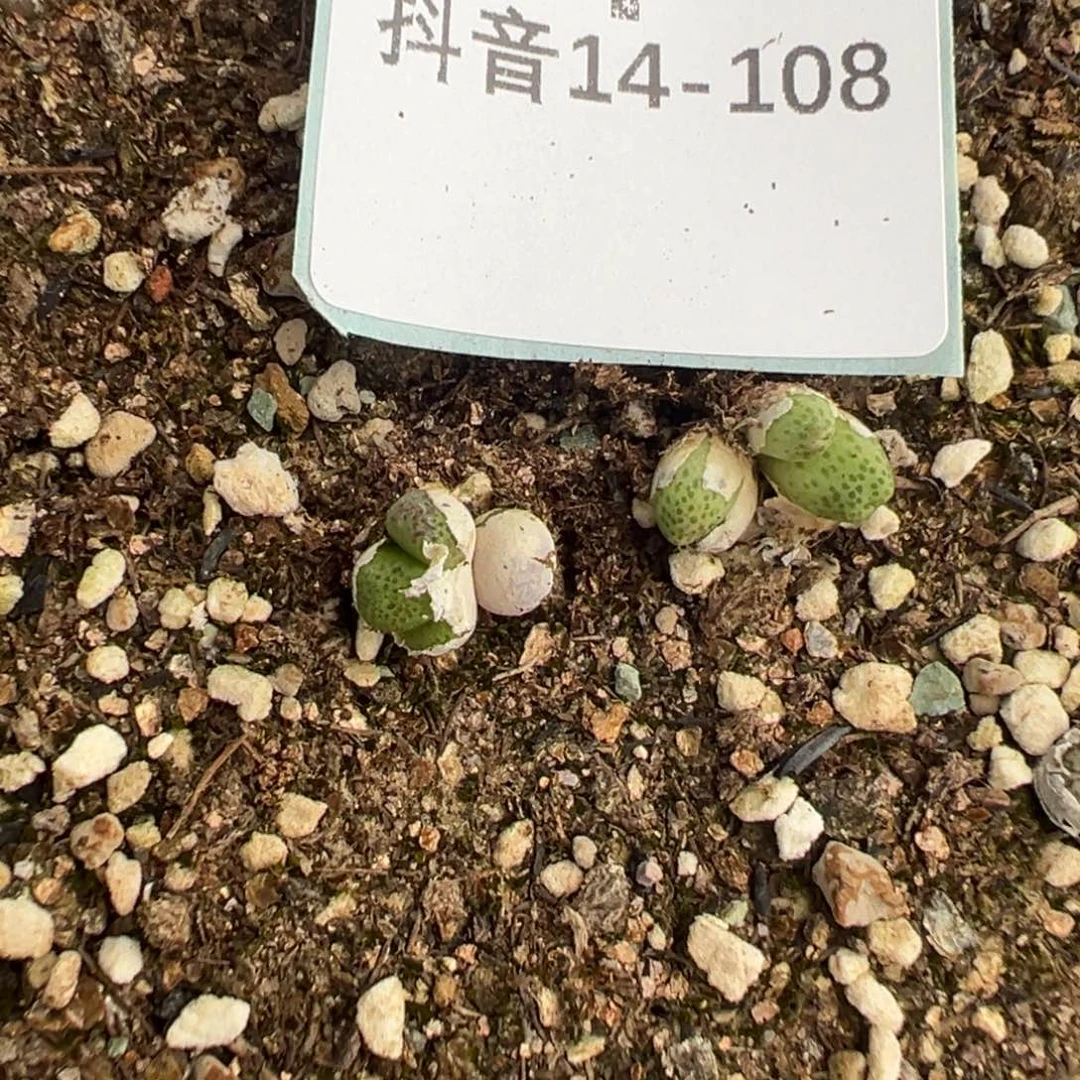 14-108量拍草莓斑马一颗