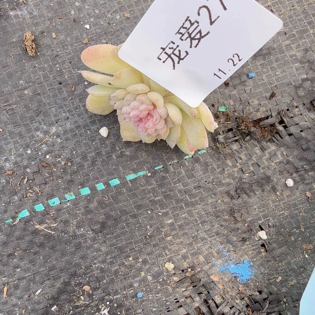 直播福利一物一拍27