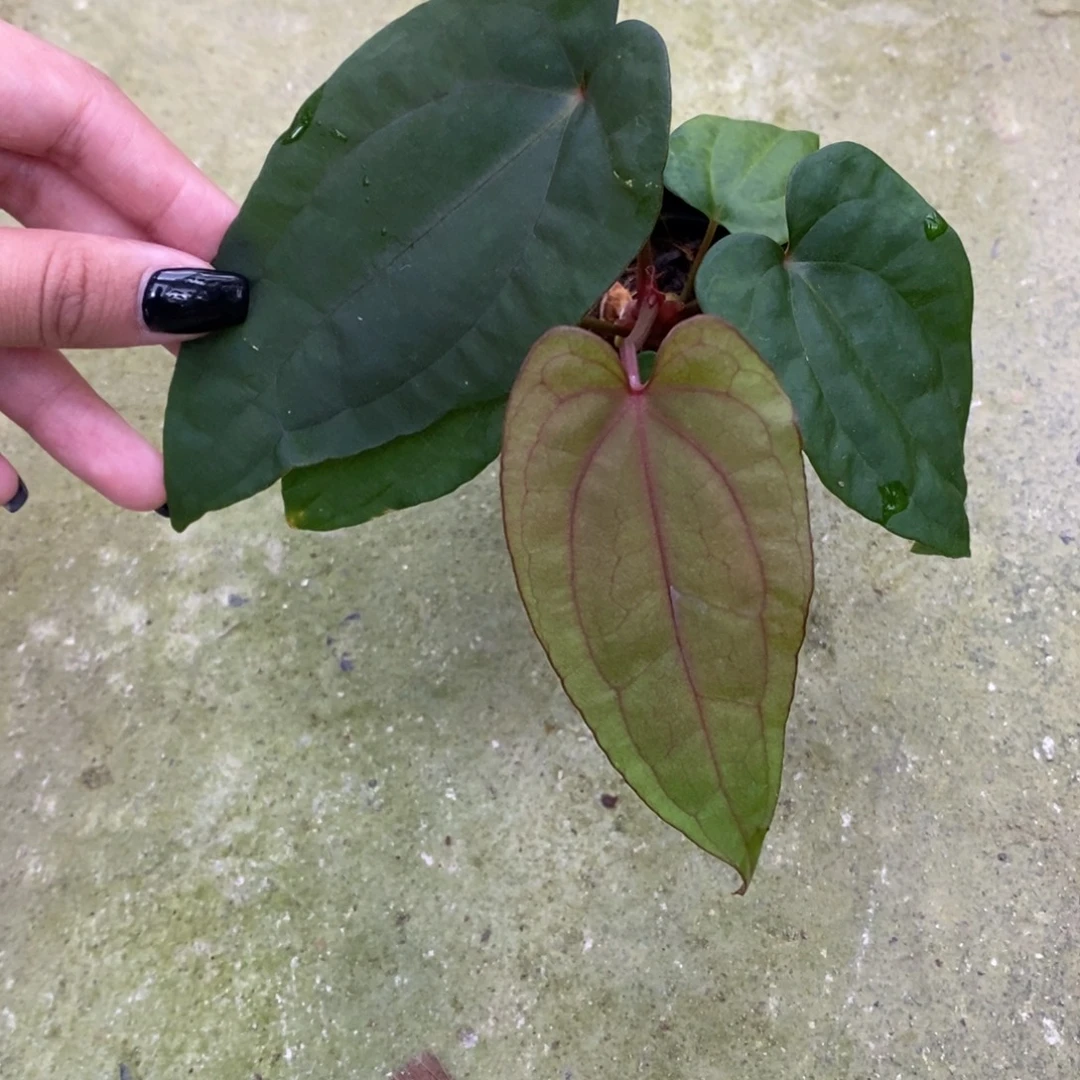 不开花植物戴斯杂黑凤凰