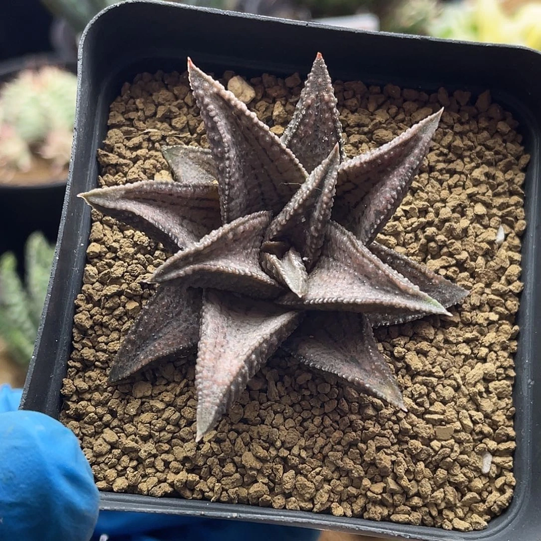 实生丸叶银带桥仙人球