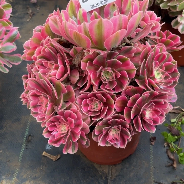 瑞妈多肉园艺196，女巫，