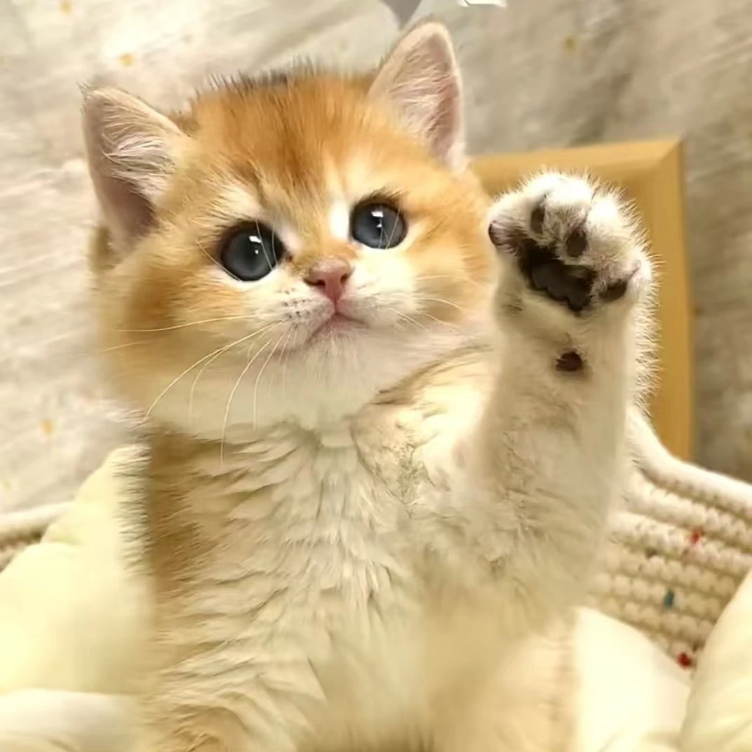 宠物猫猫活体(未成年禁止下单）