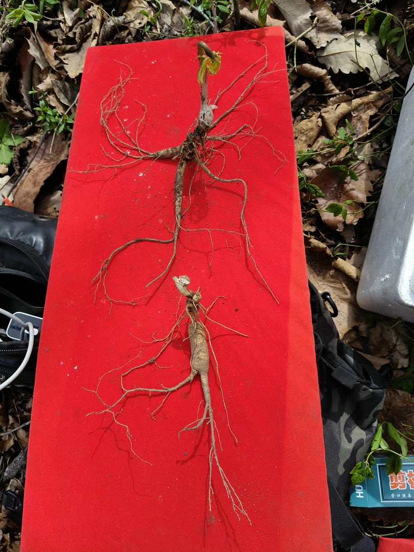 东北林下参西洋参