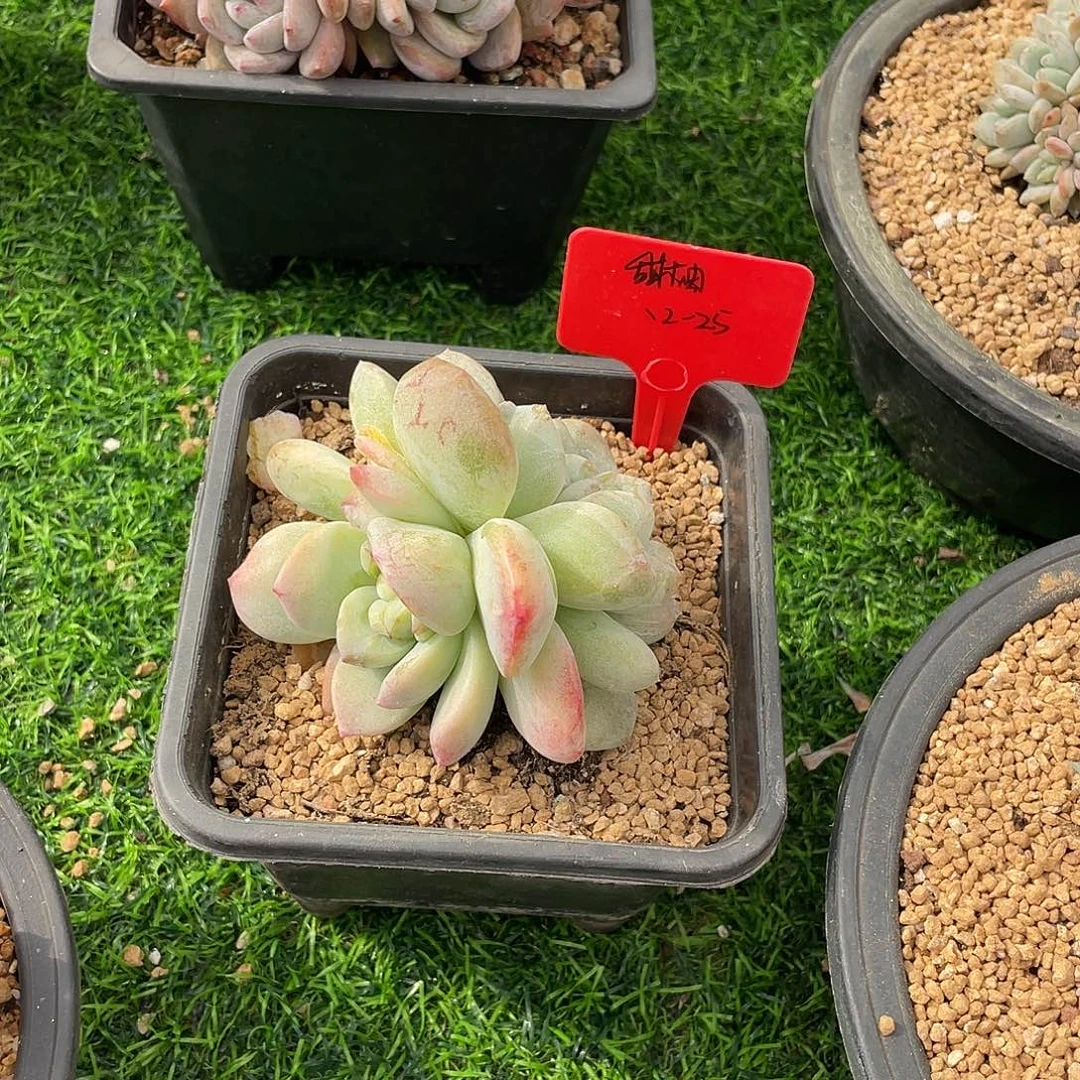 石化冰玉双头多肉植物一物一拍
