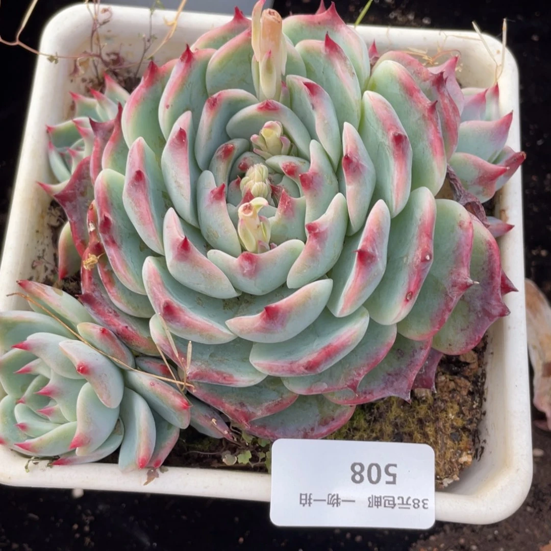 508吉娃娃群生多肉植物老桩