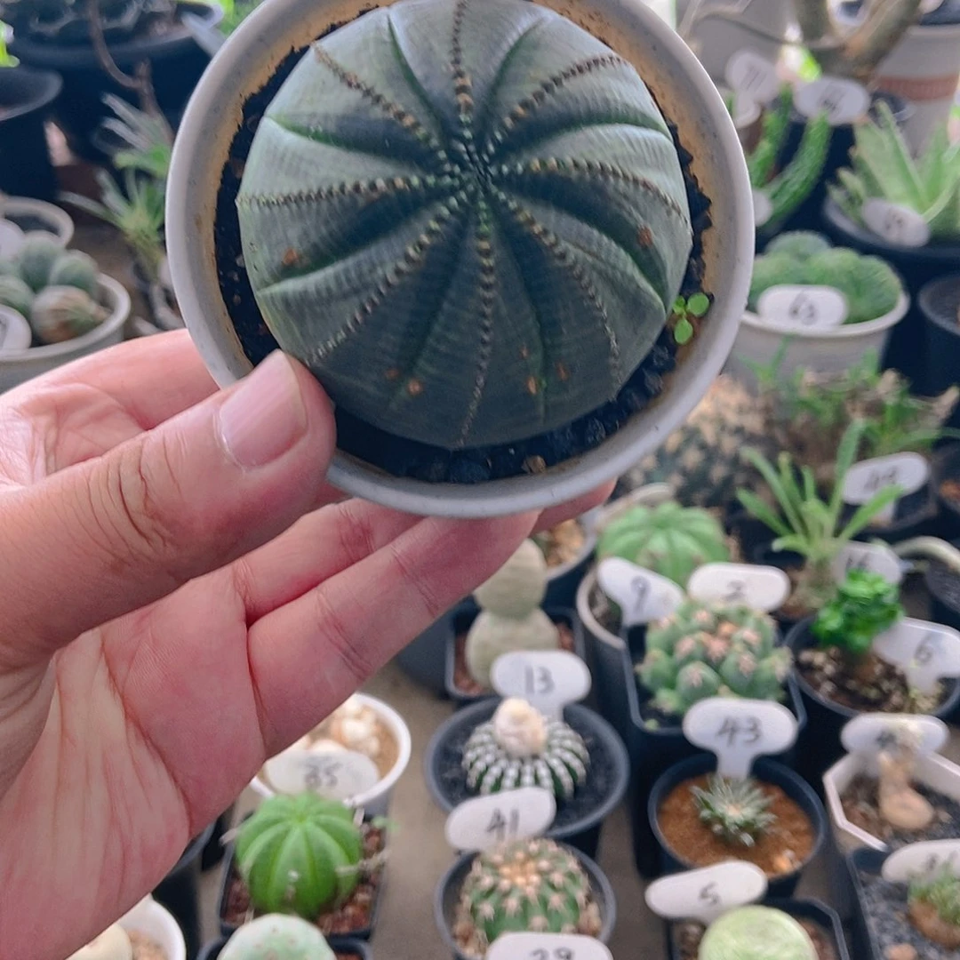 实生根欧系布纹球